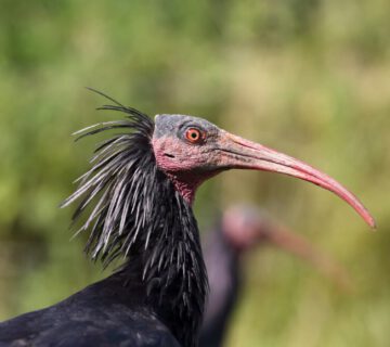 Waldrapp Kopf Nahaufnahme © Gerhard Nixdorf