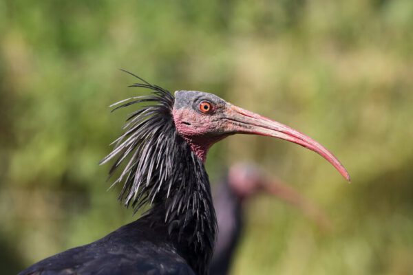 Waldrapp Kopf Nahaufnahme © Gerhard Nixdorf Waldrapp Kopf Nahaufnahme © Gerhard Nixdorf