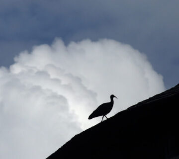 Waldrapp auf Dach © Gerhard Nixdorf