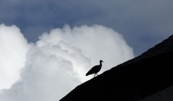 Waldrapp auf Dach © Gerhard Nixdorf Waldrapp auf Dach © Gerhard Nixdorf