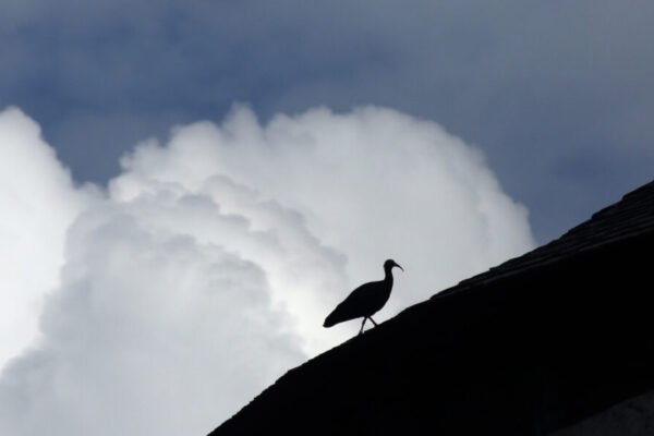 Waldrapp auf Dach © Gerhard Nixdorf