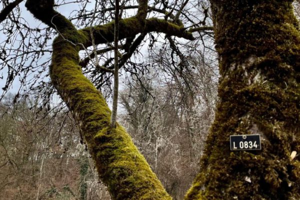 Baum mit Kataster-Nummer © Stadt Burghausen
