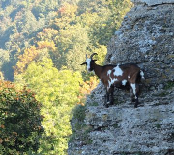 Ziegen am Burghang © Stadt Burghausen