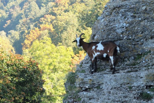 Ziegen am Burghang © Stadt Burghausen