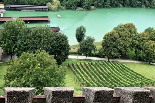 Weinfeld am Burghang von oben © Stadt Burghausen