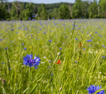 Kornblumenfeld in Raitenhaslach © Stadt Burghausen