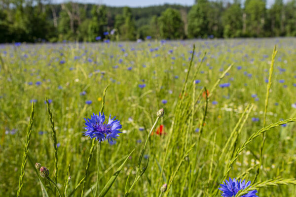 Kornblumenfeld in Raitenhaslach © Stadt Burghausen