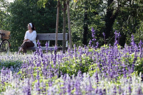 Lavendelbeet im Botanischen Garten © Burghauser Touristik GmbH