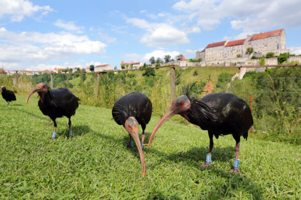 Waldrappe mit Burg im Hintergrund © Gerhard Nixdorf