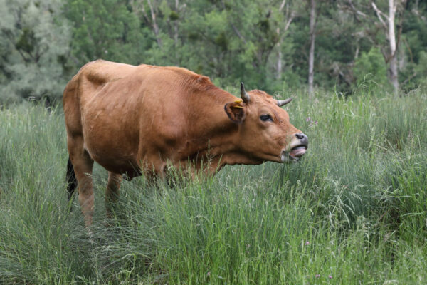 Rind auf Wiese © Gerhard Nixdorf