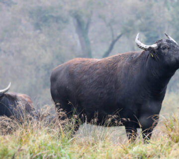 Rinder auf Wiese © Gerhard Nixdorf