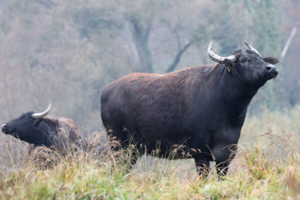 Rinder auf Wiese © Gerhard Nixdorf