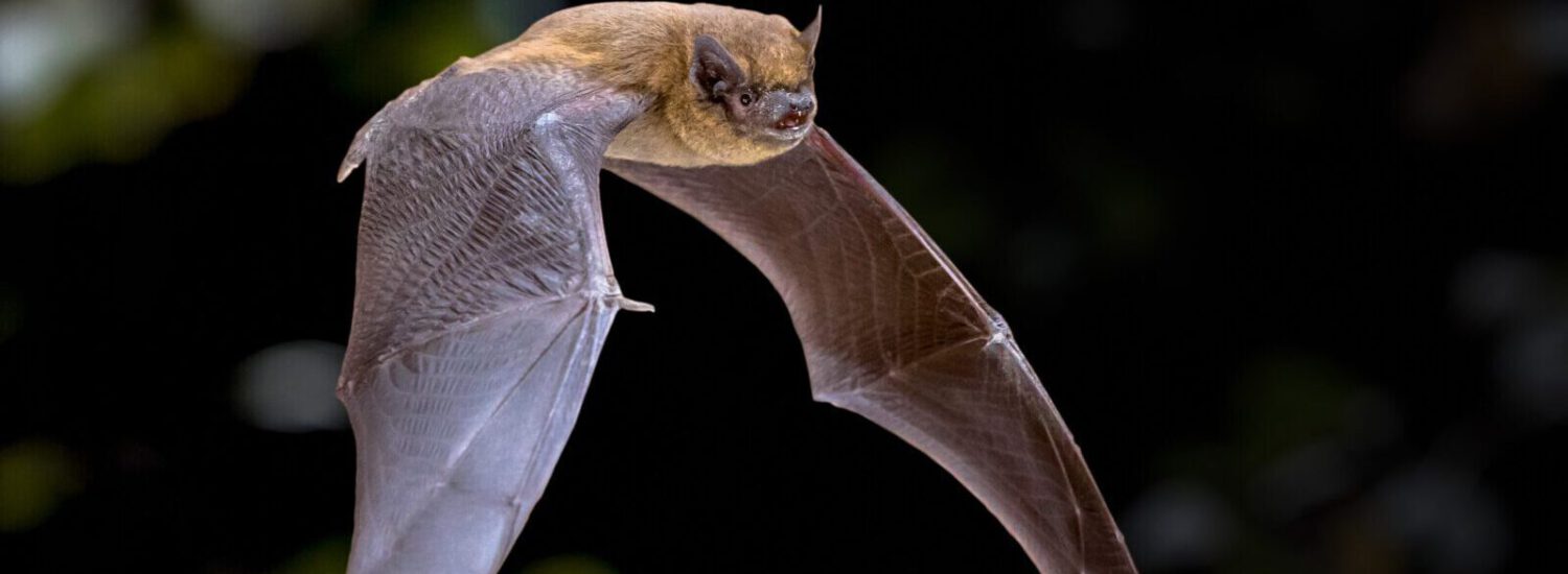 Pipistrello © Comune di Burghausen