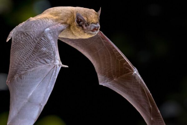 Fledermaus © Stadt Burghausen