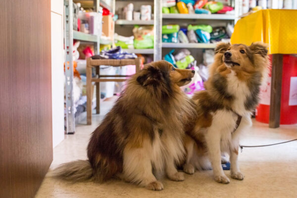 Zwei Hunde bei der Tiertafel Burghausen © Hannah Soldner