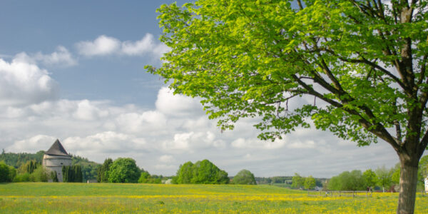 Blumenwiese mit Baum im Hintergrund Pulverturm © Hans Mitterer
