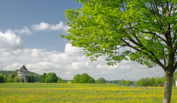 Blumenwiese mit Baum im Hintergrund Pulverturm © Hans Mitterer