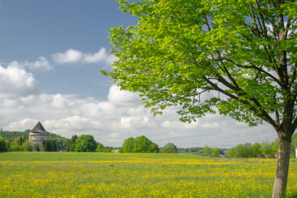 Blumenwiese mit Baum im Hintergrund Pulverturm © Hans Mitterer