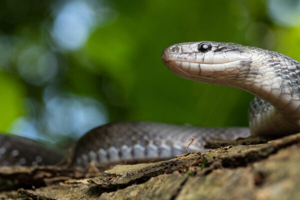 Äskulapnatter © Westend61 / Addictive Stock / Pedro Luna