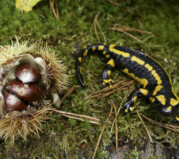 Europäischer Feuersalamander © Westend61 / Aurora Photos / David Santiago Garcia