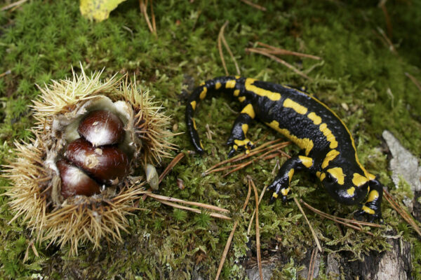 Europäischer Feuersalamander © Westend61 / Aurora Photos / David Santiago Garcia