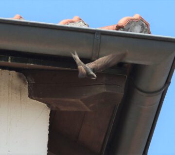 Mauersegler am Hotel Plankl © Stadt Burghausen