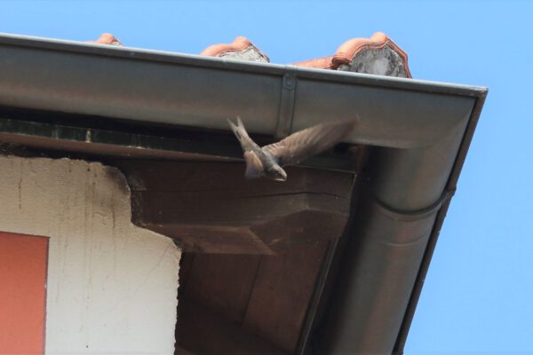 Mauersegler am Hotel Plankl © Stadt Burghausen