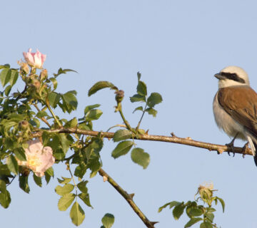 Neuntöter auf Ast einer Rose © Westend61 / Erich Kuchling
