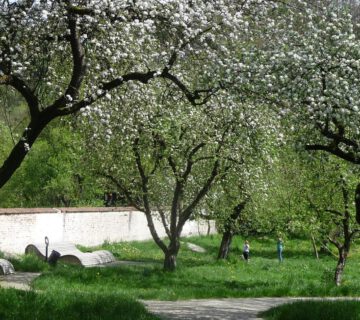 Meadow orchard © City of Burghausen