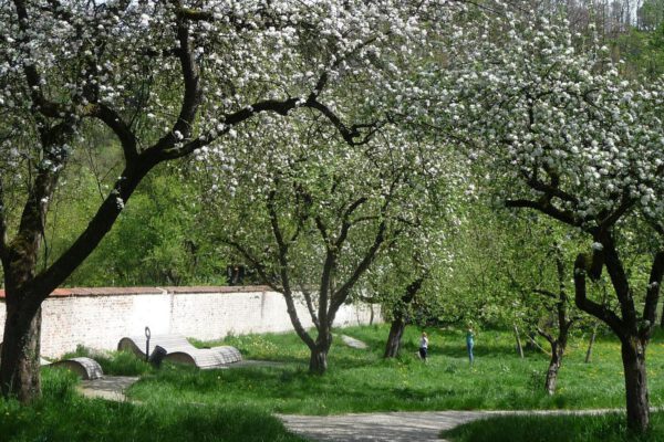 Streuobstwiese © Stadt Burghausen