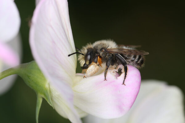 Eine Wildbiene auf rosafarbener Blüte © Mauritius images
