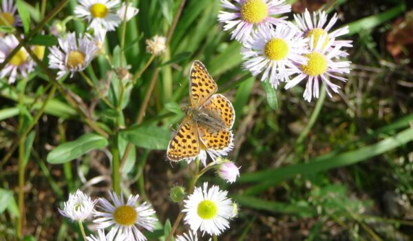 Schmetterling auf Gänseblümchen © Stadt Burghausen