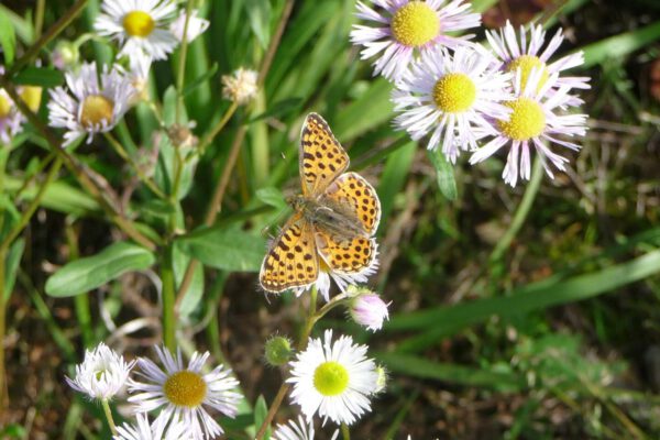 Schmetterling auf Gänseblümchen © Stadt Burghausen Schmetterling auf Gänseblümchen © Stadt Burghausen