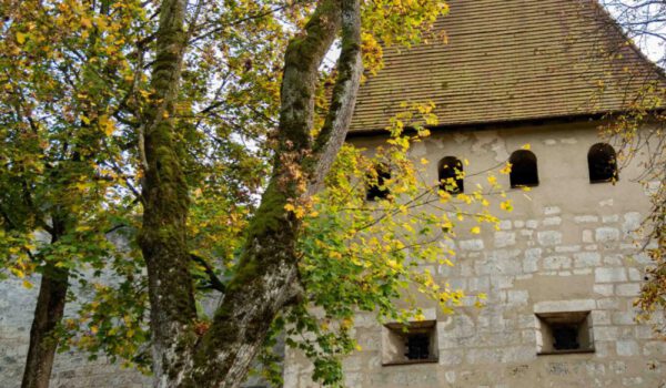 Der große Ahorn am Wöhrsee-Eingang wird gefällt