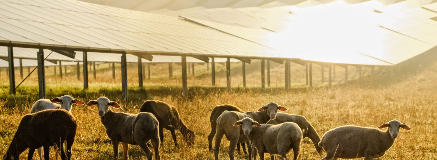 Schafe vor Solarpaneelen bei Sonnenaufgang © Hans Mitterer