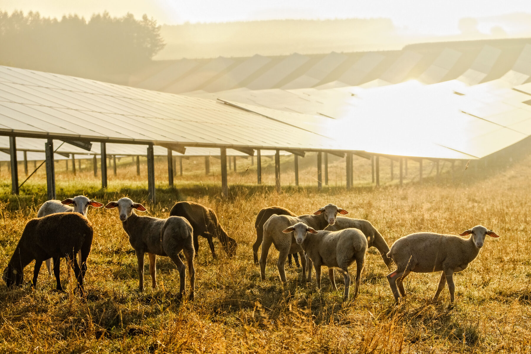 Schafe vor Solarpaneelen bei Sonnenaufgang © Hans Mitterer