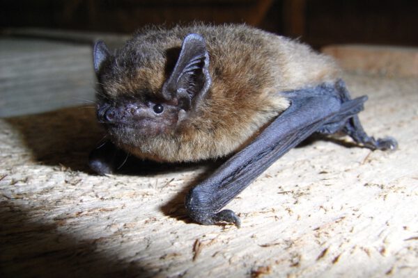 Das Bild zeigt eine ca. 7 g schwere Rauhautfledermaus (Pipistrellus nathusii), welche in Holzstapeln überwintert.- Foto: Dr. Andreas Zahn Das Bild zeigt eine ca. 7 g schwere Rauhautfledermaus (Pipistrellus nathusii), welche in Holzstapeln überwintert. -Foto: Dr. Andreas Zahn