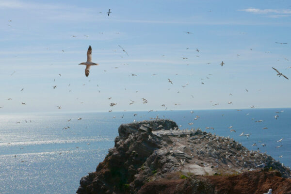 Basstölpel im Flug, Vogelbeobachtung auf Helgoland
