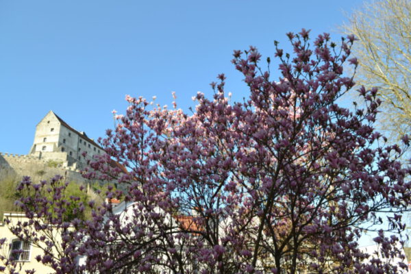 Bild zu Mai-Light Bild zu Mai-Light