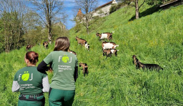PM-119-Stadt-Burghausen-Die-FoeJ-lerinnen-kuemmern-sich-um-die-Ziegen-am-Burghang