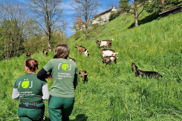 PM-119-Stadt-Burghausen-Die-FoeJ-lerinnen-kuemmern-sich-um-die-Ziegen-am-Burghang PM-119-Stadt-Burghausen-Die-FoeJ-lerinnen-kuemmern-sich-um-die-Ziegen-am-Burghang