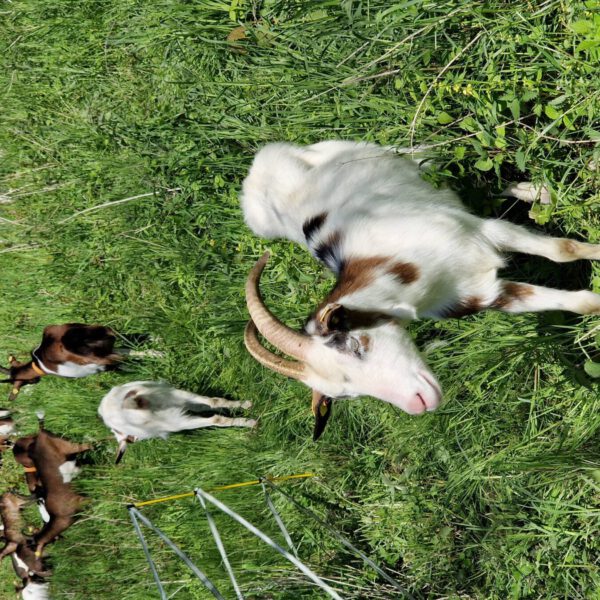 Seit Anfang Mai sind die Burghauser Ziegen wieder am Burghang. Die FöJ-lerinnen Lina Frey und Isabel Breitfelder kümmern sich nun um die Ziegen. Fotocredit: Stadt Burghausen/ebh