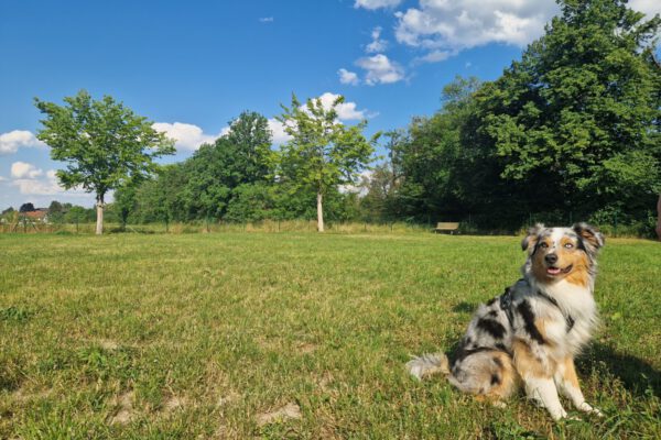 Ein Hund auf der Hundewiese © Stadt Burghausen / ebh