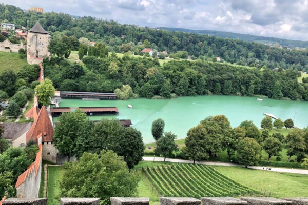 Weinberg am Burghang überhalb des Wöhrsees und unterhalb der längsten Burg der Welt Fotocredit: Königseder