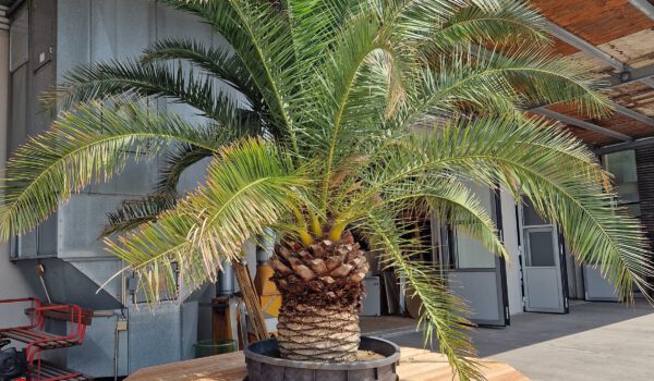 Die Holzplattformen mit den Palmen werden bald in der Altstadt aufgestellt © Stadt Burghausen/ebh