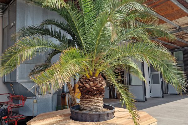 Die Holzplattformen mit den Palmen werden bald in der Altstadt aufgestellt © Stadt Burghausen/ebh Die Holzplattformen mit den Palmen werden bald in der Altstadt aufgestellt © Stadt Burghausen/ebh