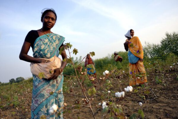 Fairtrade International / FLO-CERT Women picking cotton