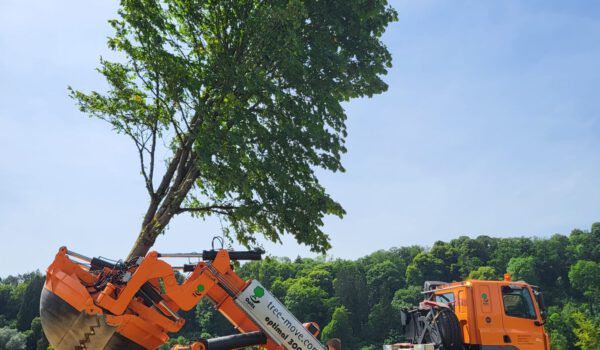 Großbaumverpflanzung der Stadt Burghausen im Juni 2023 Foto Königseder