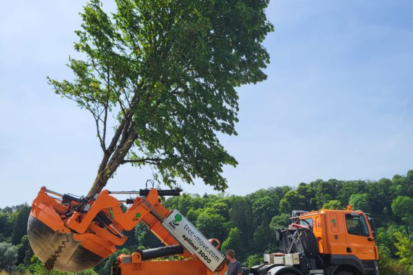 Großbaumverpflanzung der Stadt Burghausen im Juni 2023 Foto Königseder