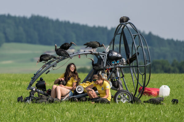 Flight training 2021_Seekirchen; picture A Moser_130623 BU: Flugtraining der Waldrappe, ©waldrapp.eu/A. Moser